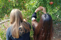Από τη ροδιά του Σχολείου μας… στο ποτήρι μας!